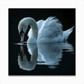 Swan Reflection Canvas Print
