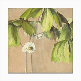 May Apple (Circa 1915) Canvas Print