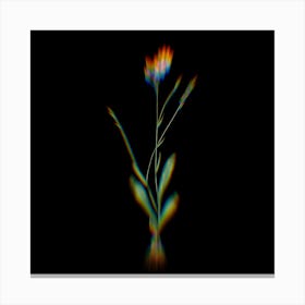 Prism Shift Gladiolus Junceus Botanical Illustration on Black n.0374 Canvas Print