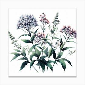 Flowers of Milkweed 2 Canvas Print