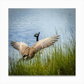 Canadian Geese 27 Canvas Print