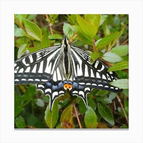 Butterfly 7 Canvas Print