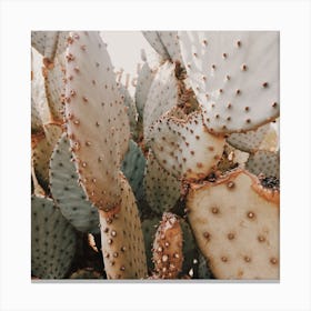 Cactus Plant Square Canvas Print