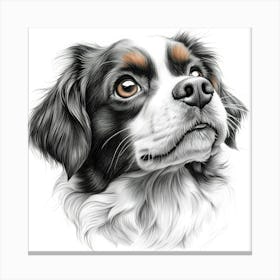 King Charles Cavalier Canvas Print