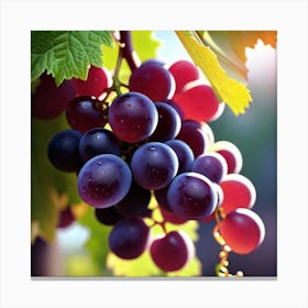 Grapes On The Vine 17 Canvas Print