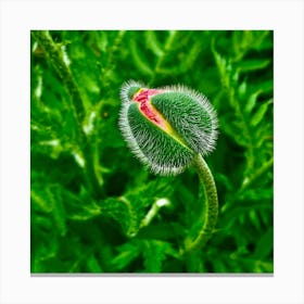 Poppy Flower Canvas Print