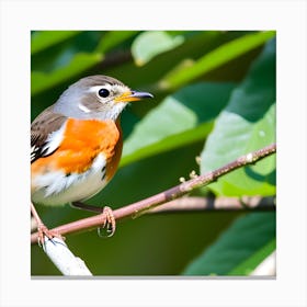 Rufous-Tailed Robin 1 Canvas Print