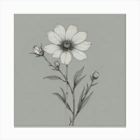 Cosmos Flower Canvas Print