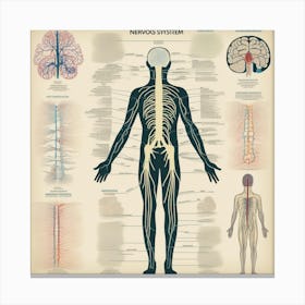 Anatomy Of The Nervous System Canvas Print