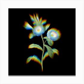 Prism Shift Field bindweed Liseron Botanical Illustration on Black n.0119 Canvas Print