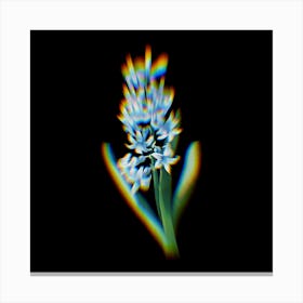 Prism Shift Dutch Hyacinth Hyacinthus orientalis Botanical Illustration on Black n.0164 Canvas Print