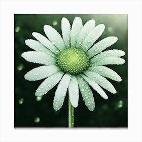 Daisy With Water Droplets Canvas Print