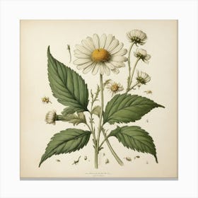 Chamomile Leaf Vintage Botanical Art Print Canvas Print