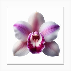 Dendrobium Orchid 3 Canvas Print