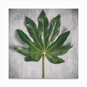 Aralia Leaf On Grey Square Canvas Print