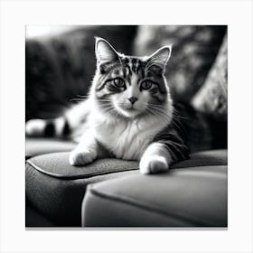 Black And White Cat 27 Canvas Print