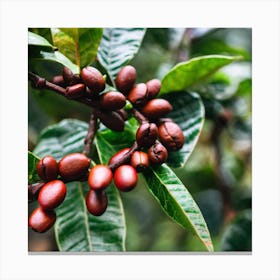 Coffee Beans On A Tree 83 Canvas Print