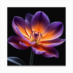 Purple Tulip Canvas Print