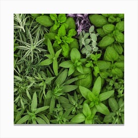 Fresh Herbs 2 Canvas Print