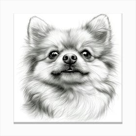 Pomeranian Canvas Print