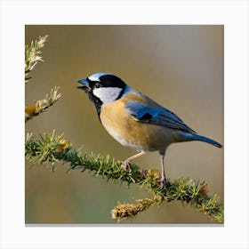 Blue Tit 63 Canvas Print