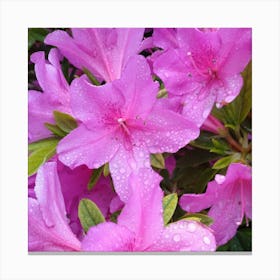 Pink Azaleas 26 Canvas Print