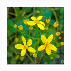 Yellow Flowers 20220120 43ppub Canvas Print