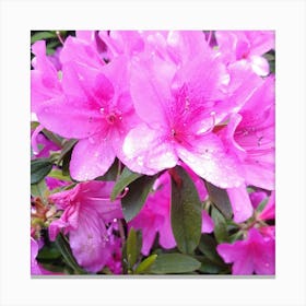 Azaleas 3 Canvas Print