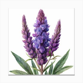 Lupine 6 Canvas Print