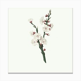 Cherry Blossoms 2 Canvas Print