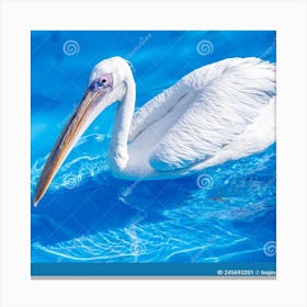 Pelican beach Canvas Print