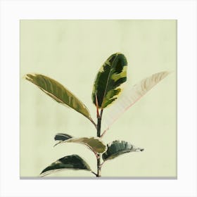 Ficus Plant Green Leaves Canvas Print