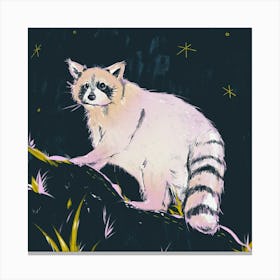 Raccoon At Night Canvas Print