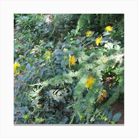 Yellow Flowers In A Garden Canvas Print