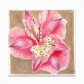 Pink Lily of the Incas Botanical Watercolor Canvas Print
