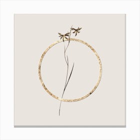Gold Ring Gladiolus Watsonius Glitter Botanical Illustration n.0202 Canvas Print