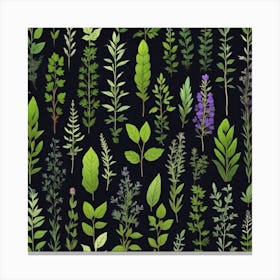 Set Of Herbs On Black Background Canvas Print