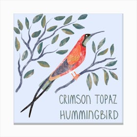 Crimson Topaz Hummingbird Bird Canvas Print