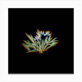 Prism Shift Dwarf Crested Iris Botanical Illustration on Black n.0325 Canvas Print