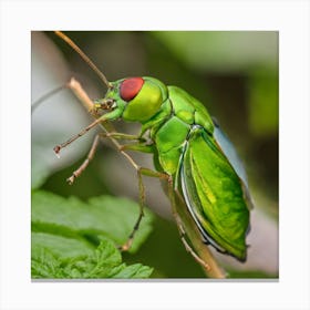 Green Leaf Beetle 1 Canvas Print