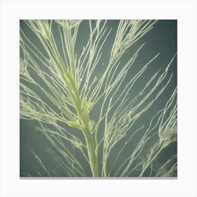 Close Up Of A Plant Canvas Print