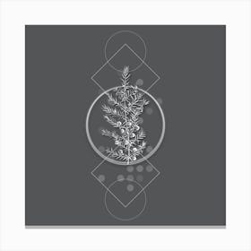 Vintage Common Juniper Botanical with Line Motif and Dot Pattern in Ghost Gray n.0168 Canvas Print