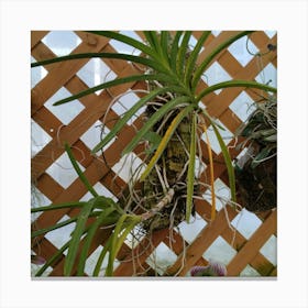 Hanging Plants Canvas Print