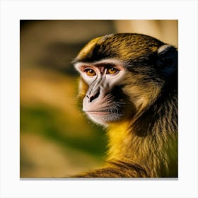 Monkey - Close Up Canvas Print