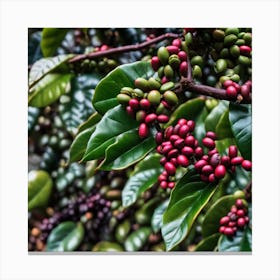 Coffee Berries On A Tree 5 Canvas Print