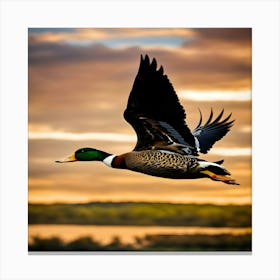 Mallard Duck In Flight Canvas Print