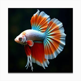 A Stunning Betta Fish Flaring Its Colorful Fins 1 Canvas Print