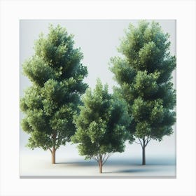 Three Trees Canvas Print