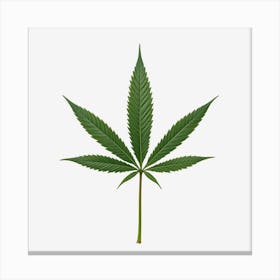 Marijuana Leaf On Black Background Canvas Print