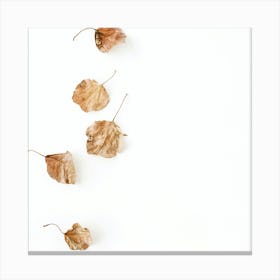 Autumn Leaves On White Background Canvas Print